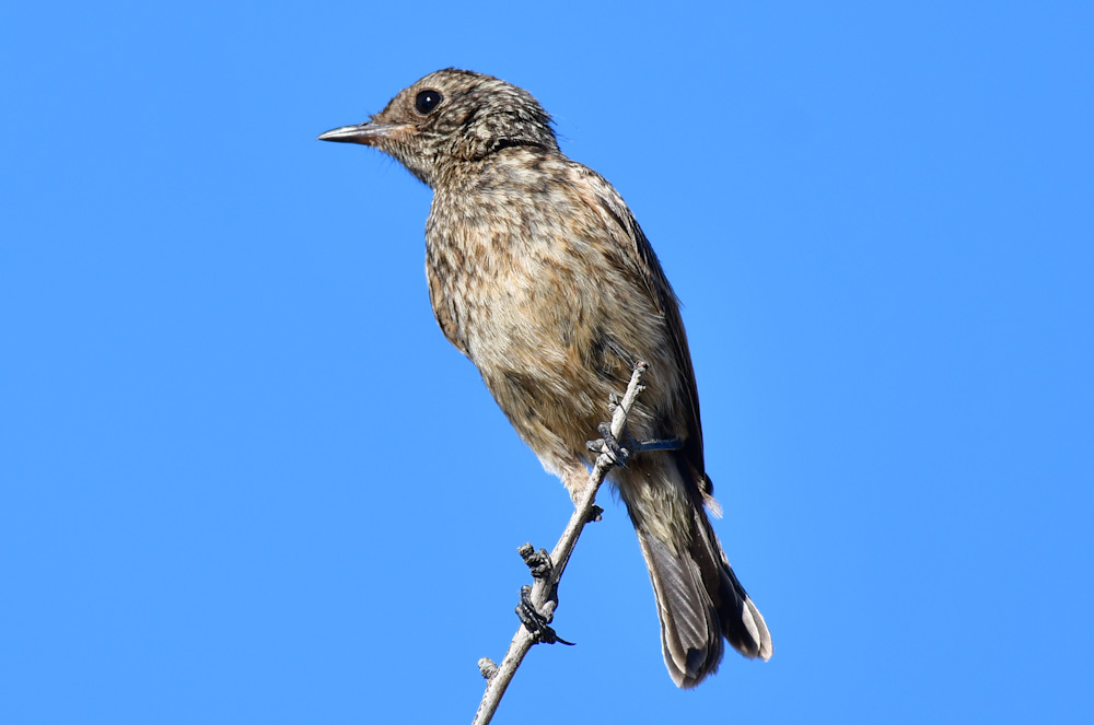 European Stonechat