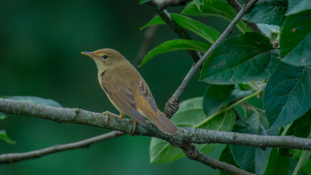Marsh Warbler