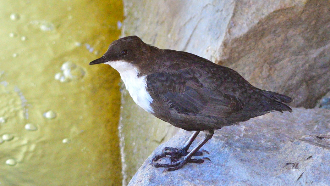 White-throated Dipper