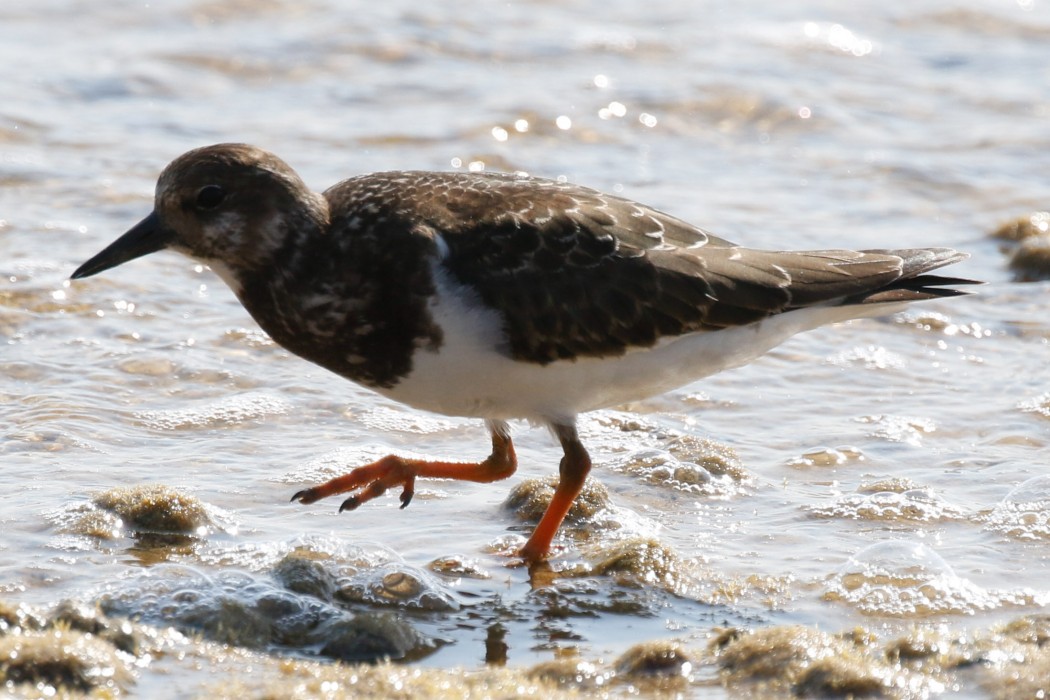 Ruddy Turnstone