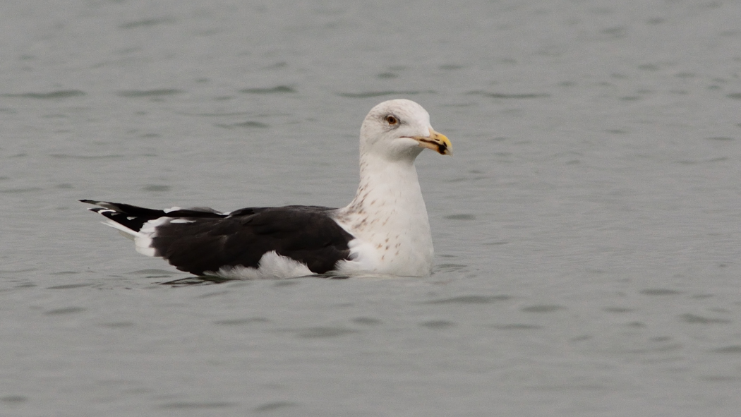 Great Black-backed Gull
