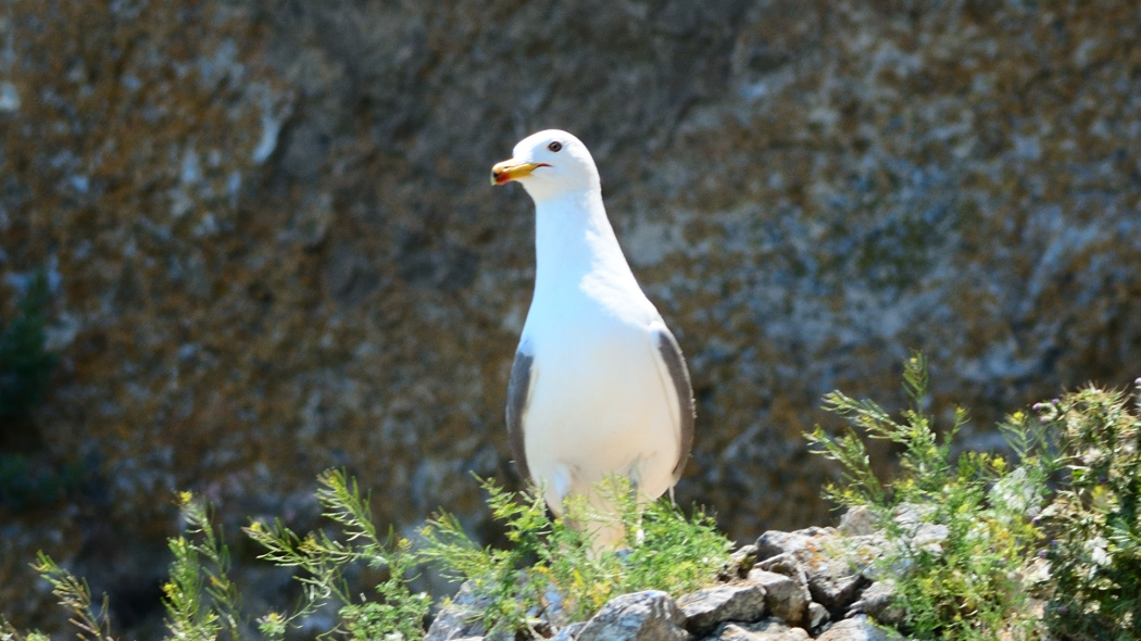Armenian Gull