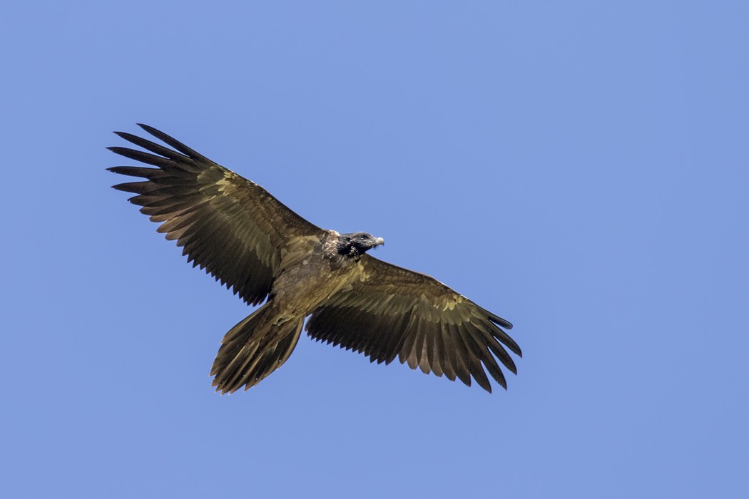 Bearded Vulture