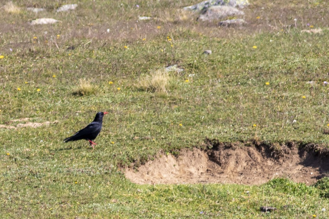 Red-billed Chough