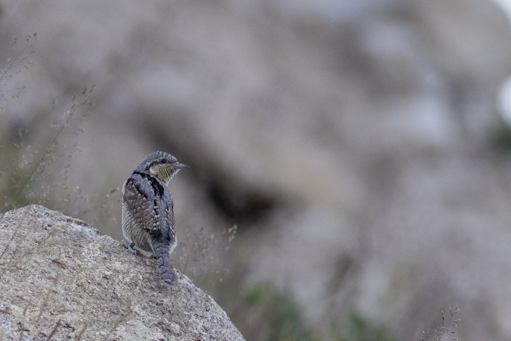 Eurasian Wryneck