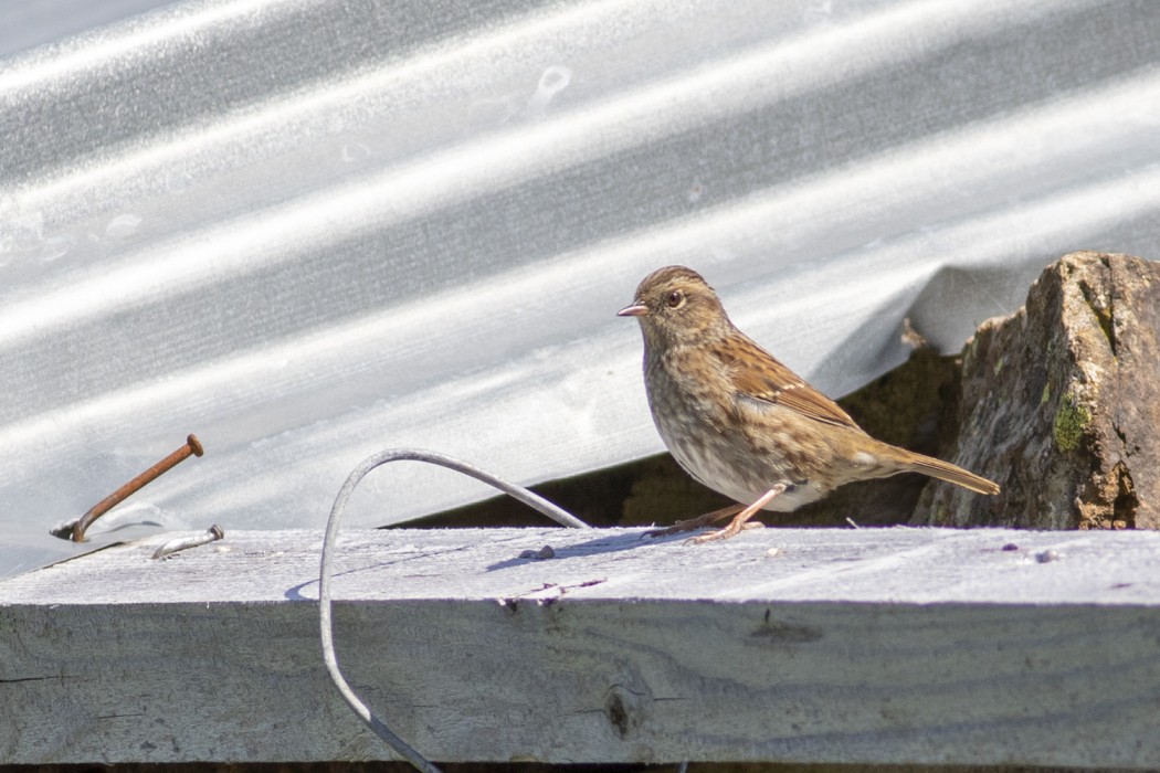 Dunnock
