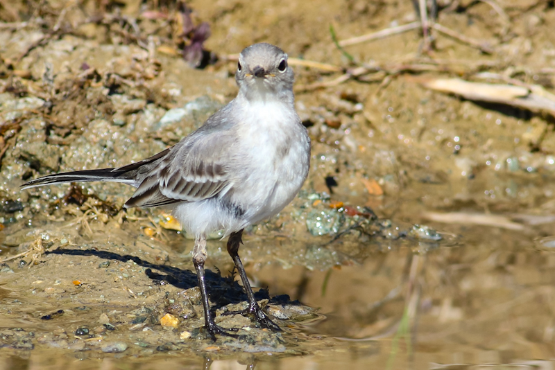 White Wagtail