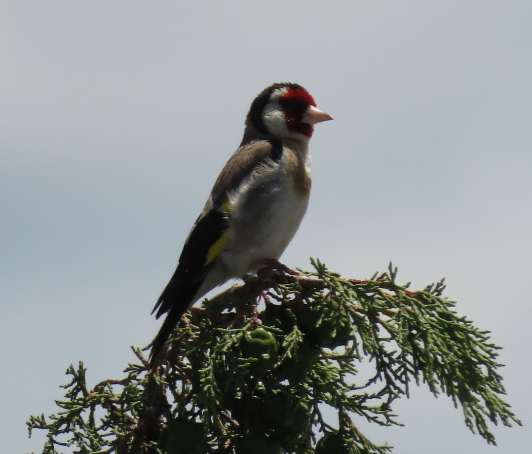 European Goldfinch