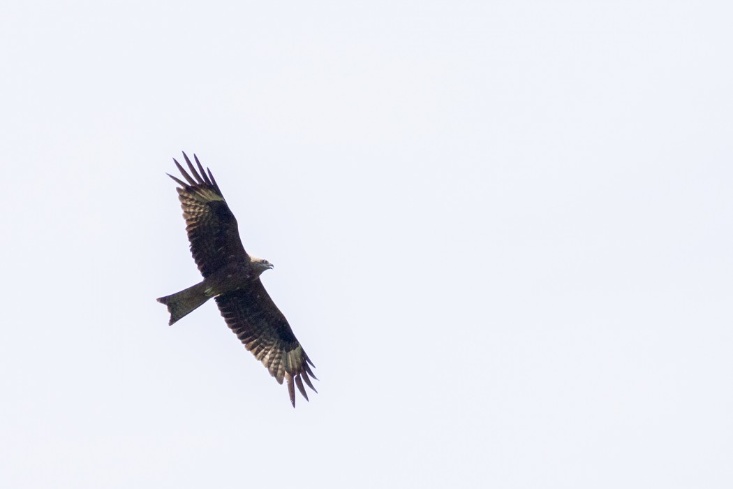 Black Kite