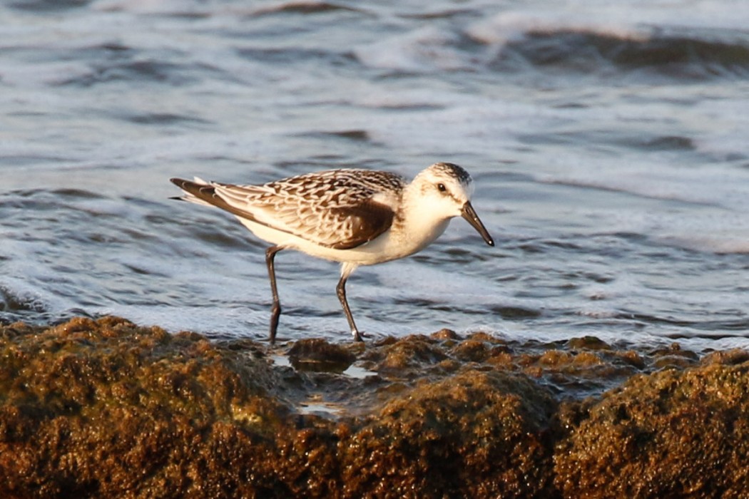 Sanderling