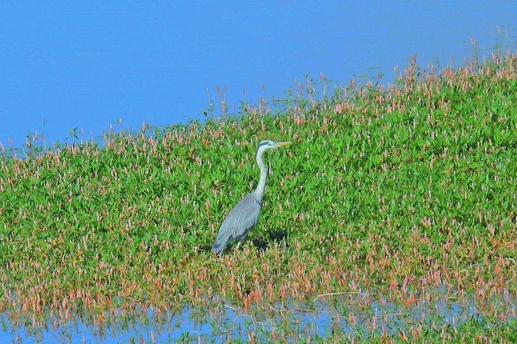 Grey Heron