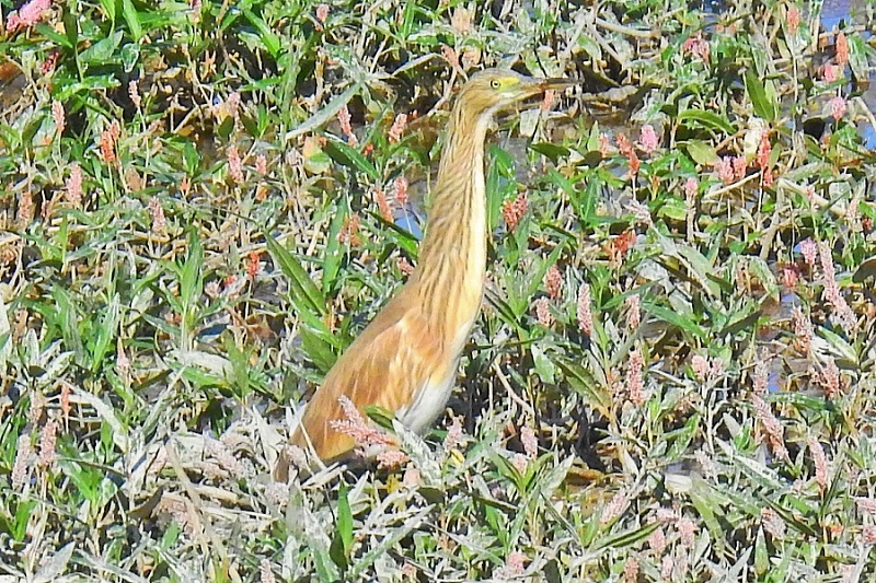 Squacco Heron