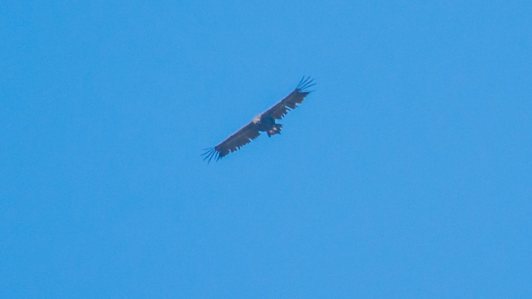 Cinereous Vulture