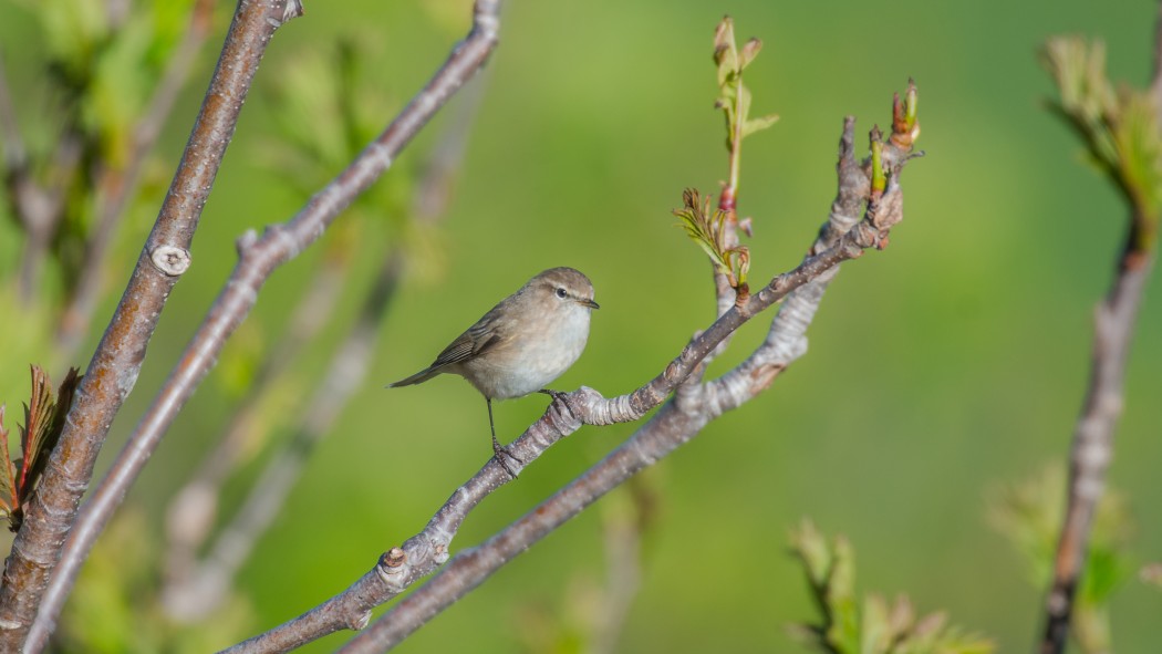 Mountain Chiffchaff