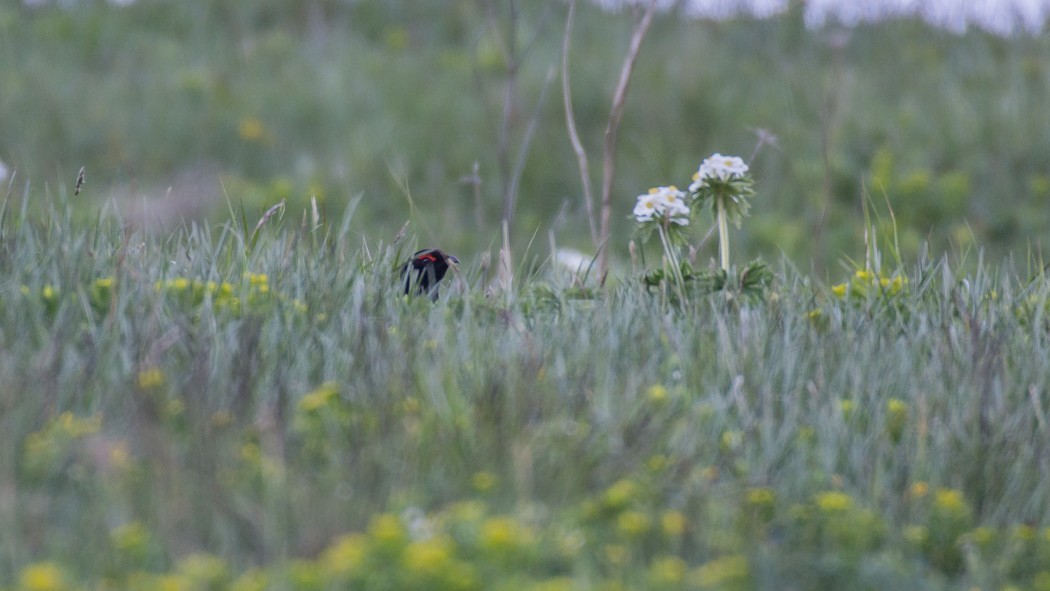 Caucasian Grouse