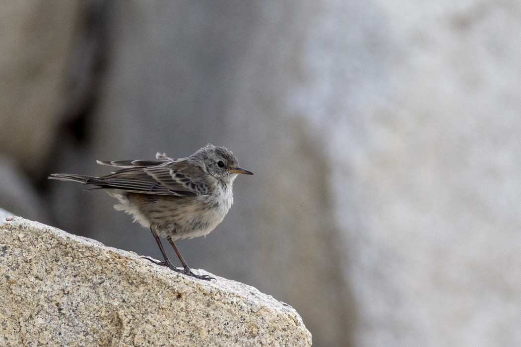 Water Pipit