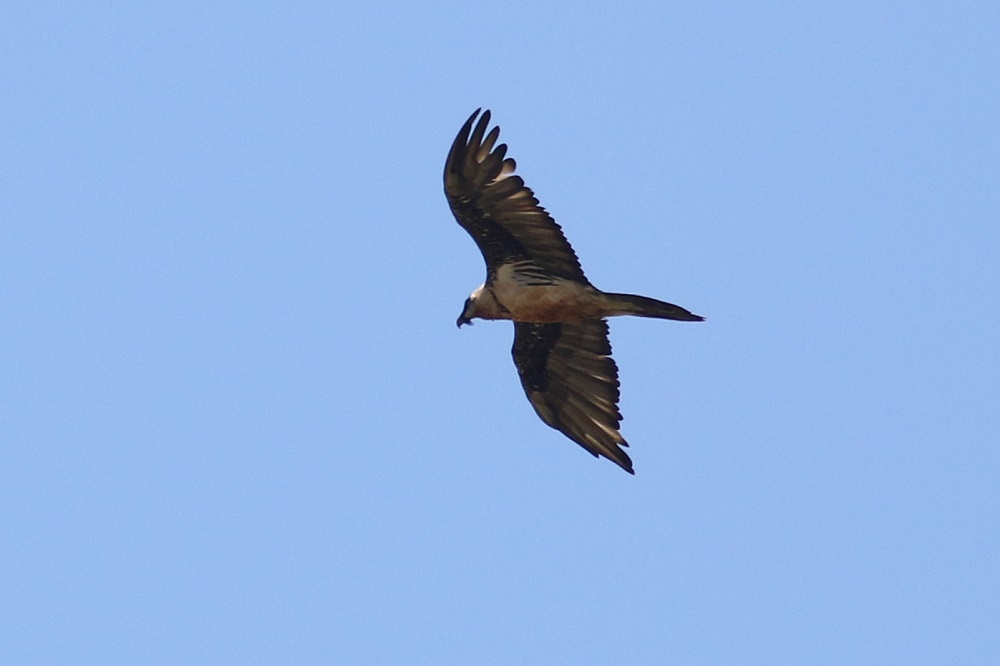 Bearded Vulture