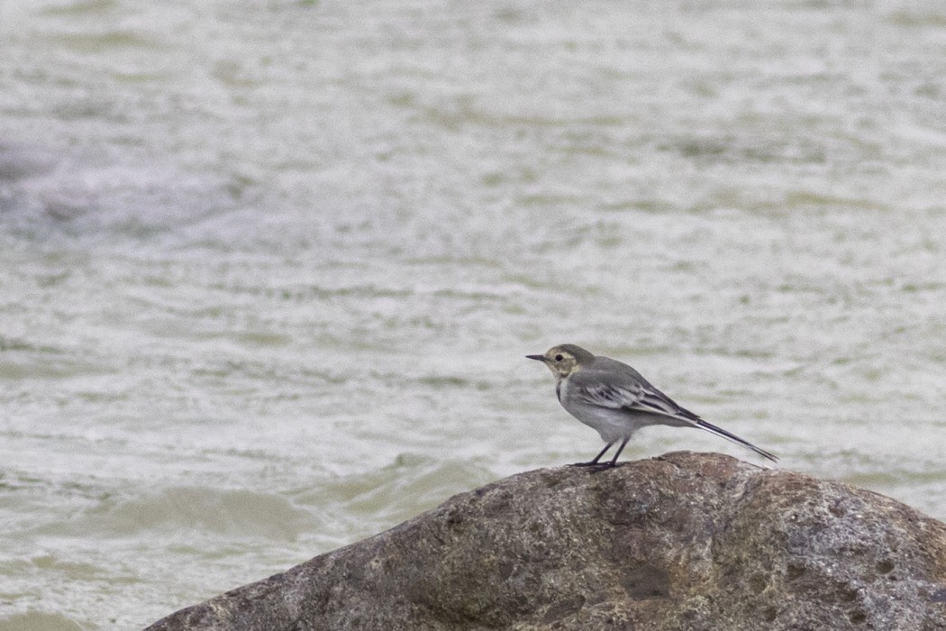 White Wagtail