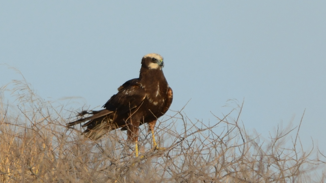 Western Marsh Harrier