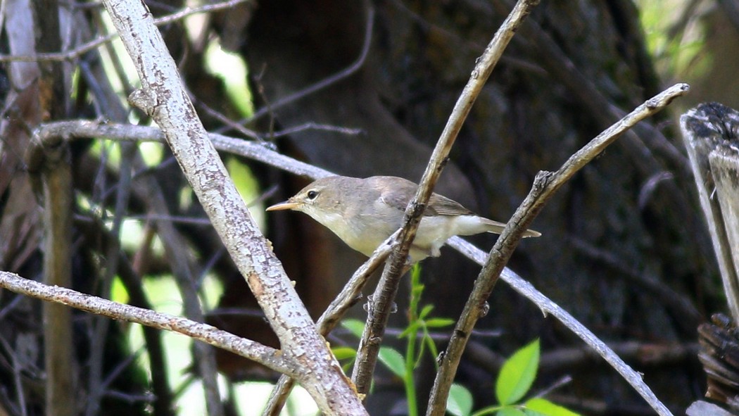 Eastern Olivaceous Warbler