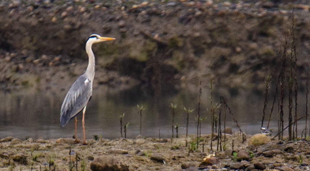 Grey Heron