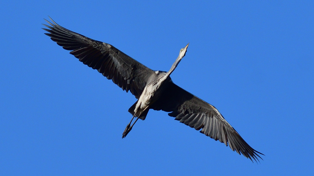 Grey Heron