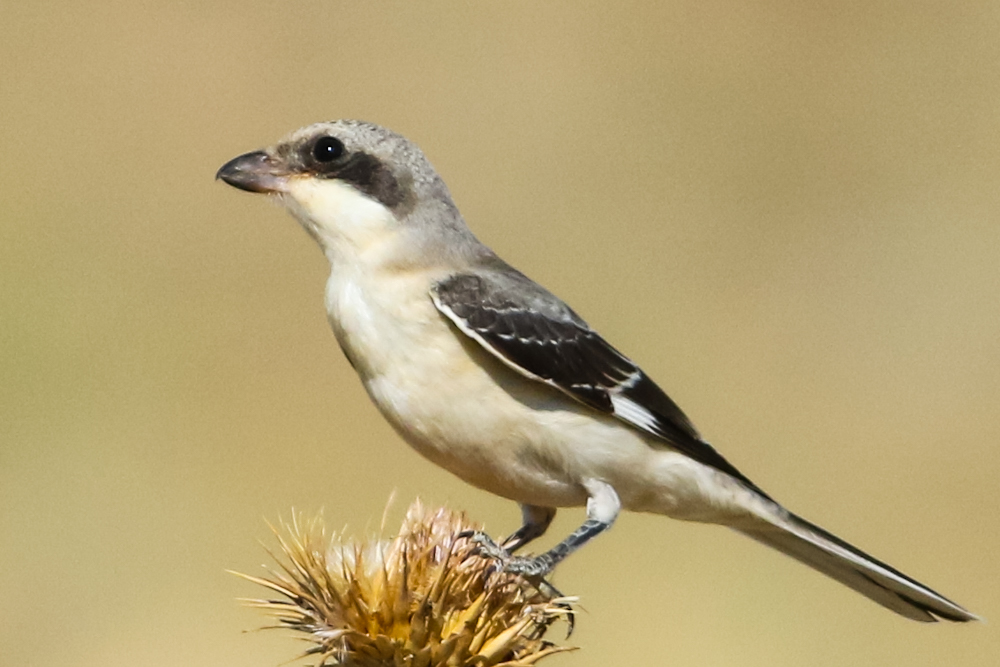 Lesser Grey Shrike