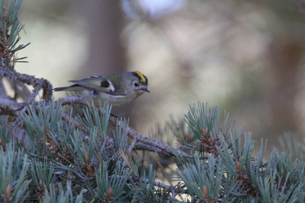 Goldcrest