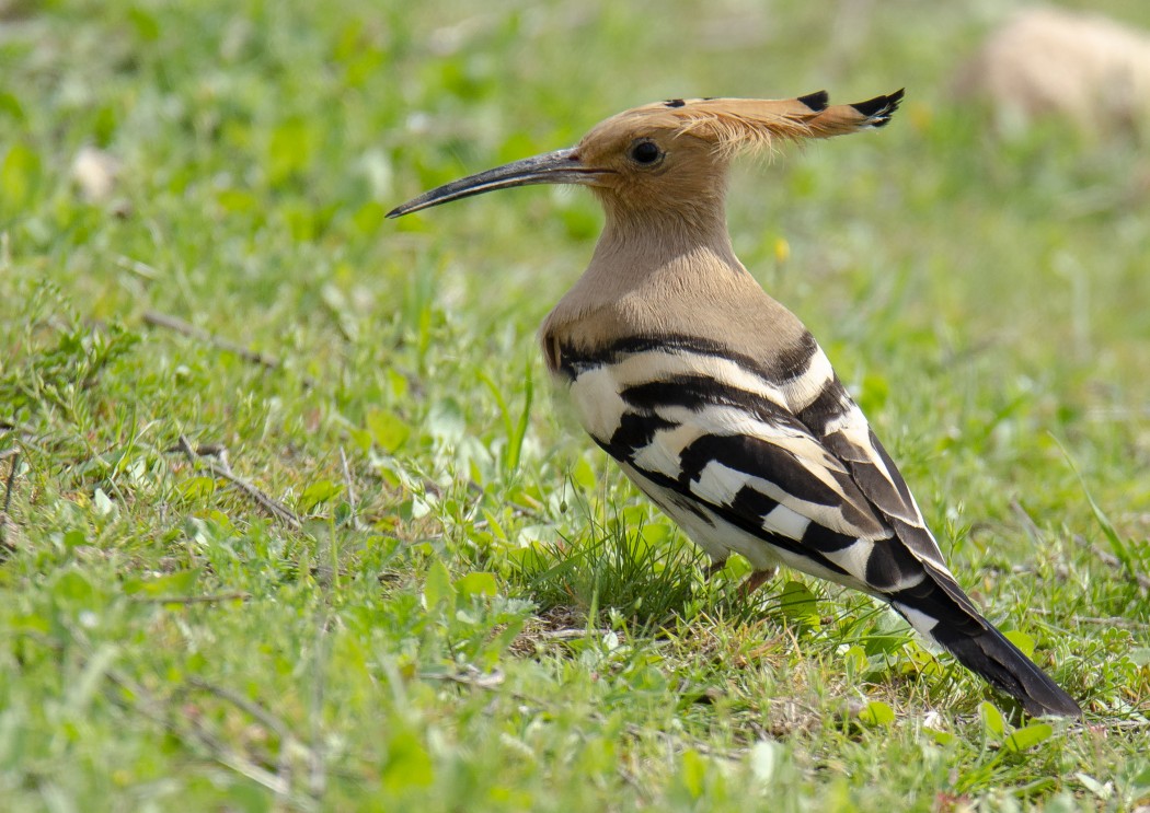 Common Hoopoe
