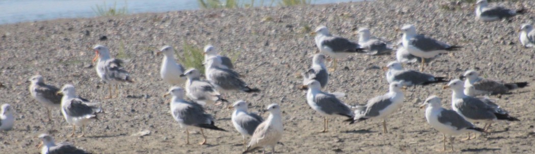 Armenian Gull