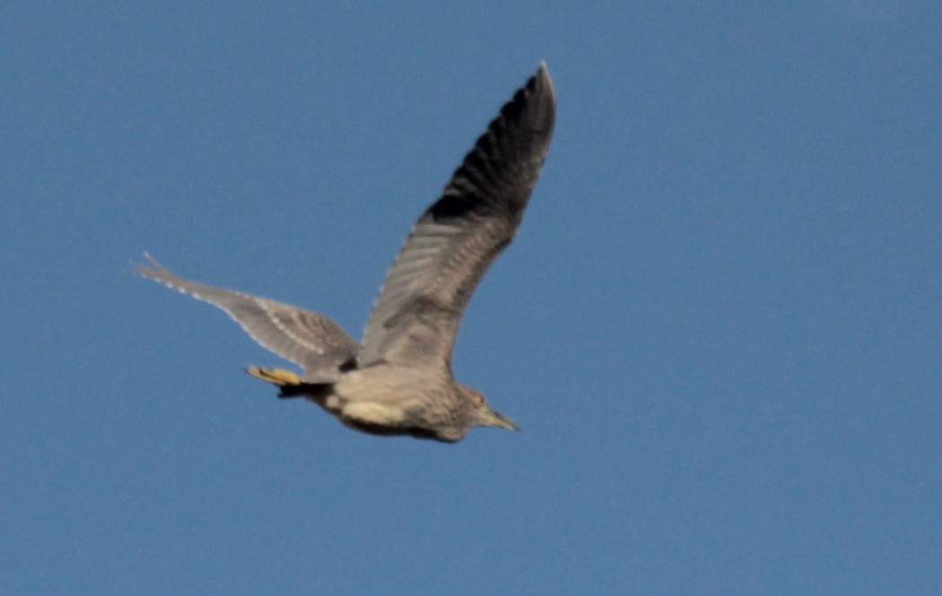 Black-crowned Night Heron
