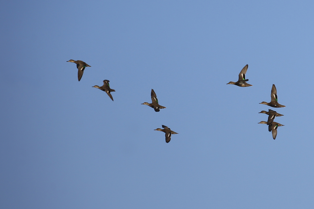 Eurasian Teal