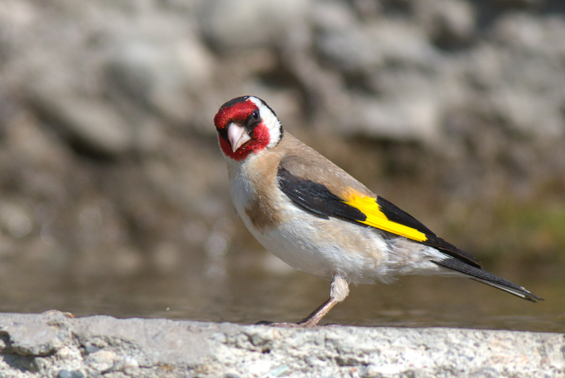 European Goldfinch