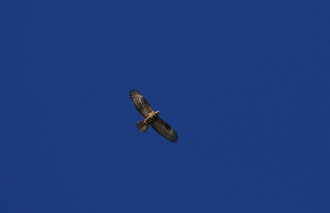 European Honey Buzzard