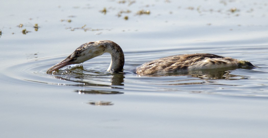 Great Crested Grebe