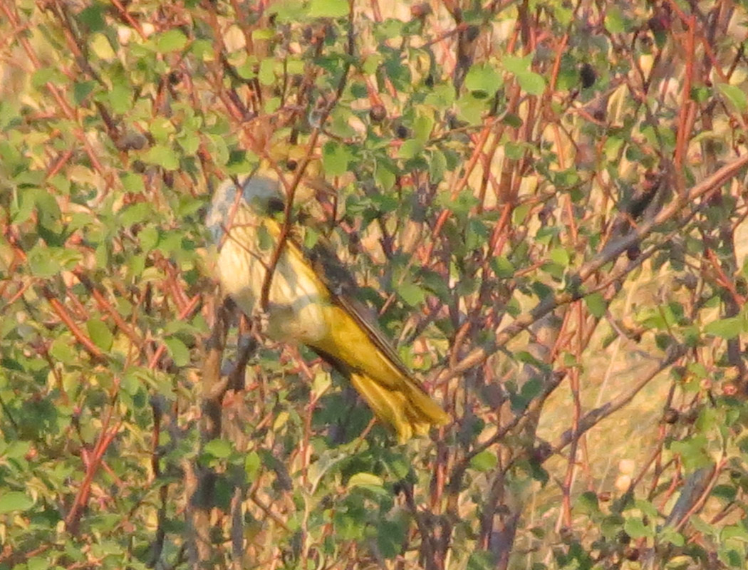 Eurasian Golden Oriole