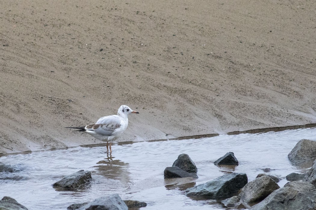 Black-headed Gull