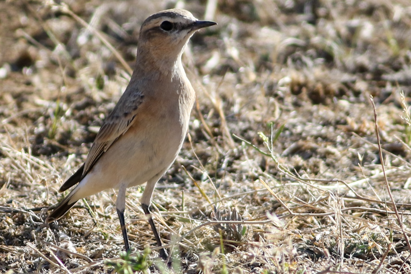 Northern Wheatear