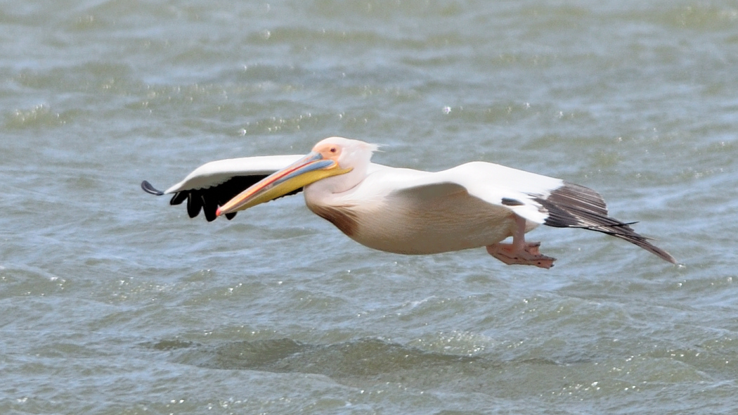 Great White Pelican