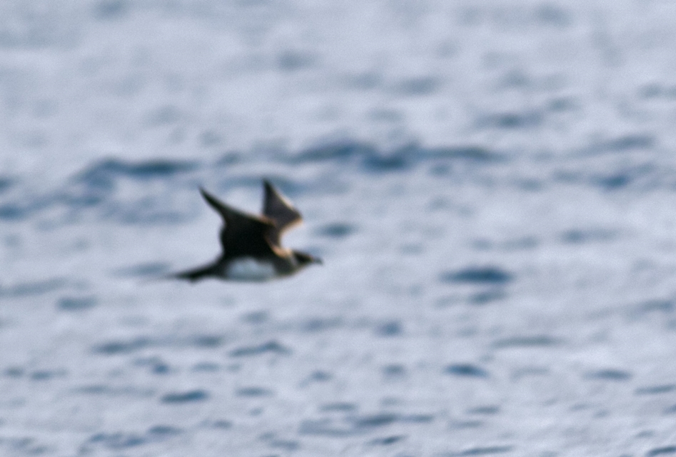 Parasitic Jaeger