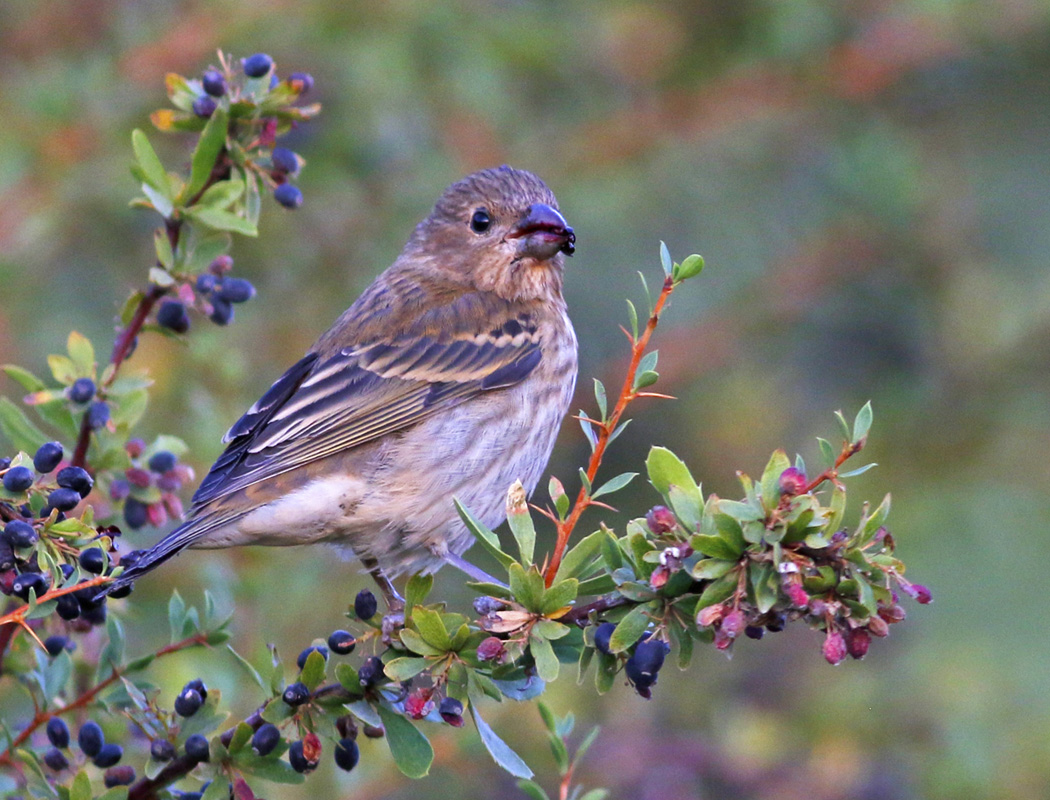 Common Rosefinch