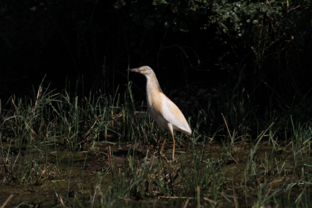 Squacco Heron