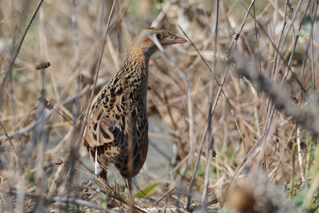 Corn Crake