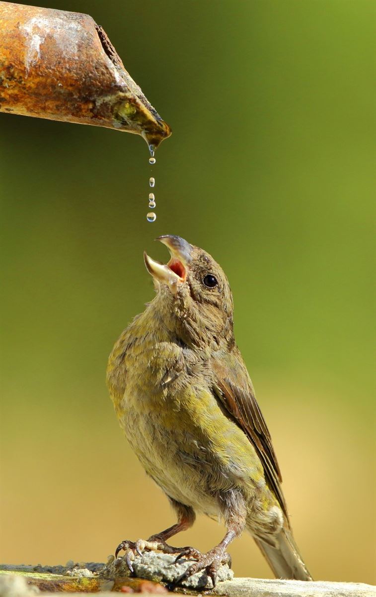 Red Crossbill