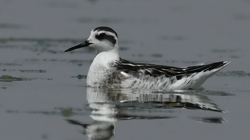 Red-necked Phalarope