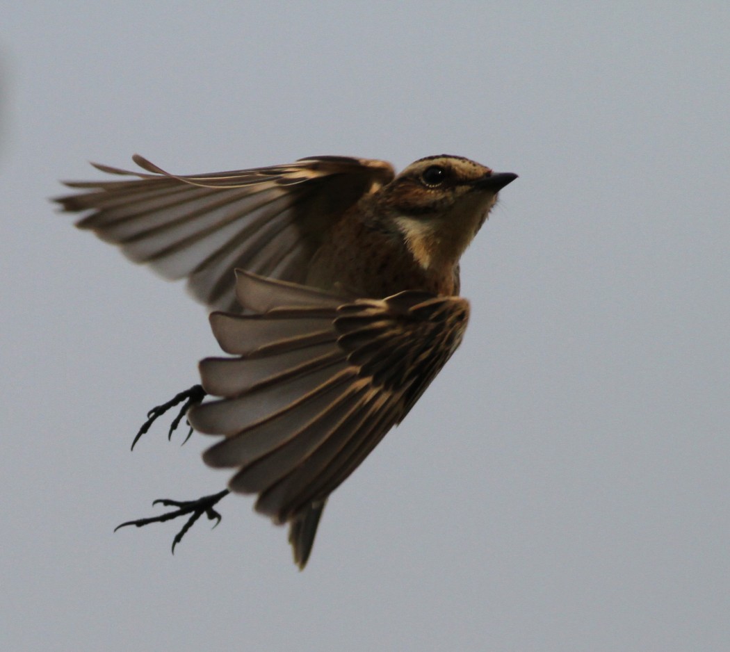 Whinchat