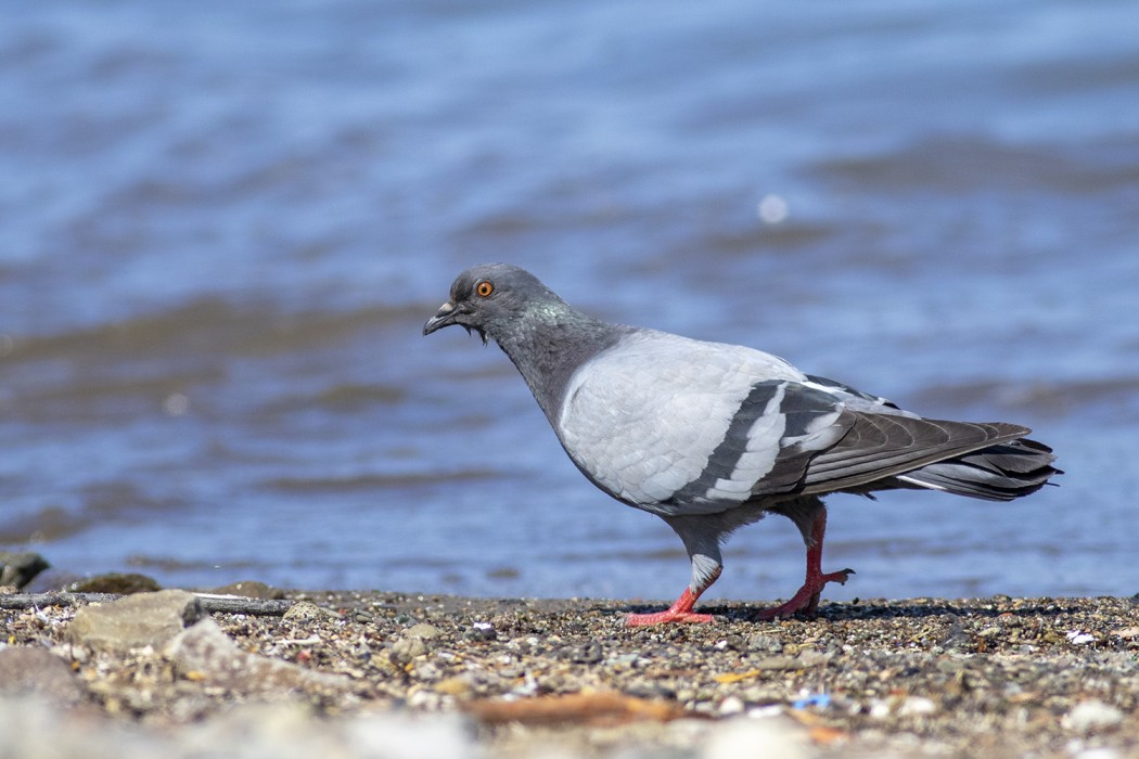 Rock Dove