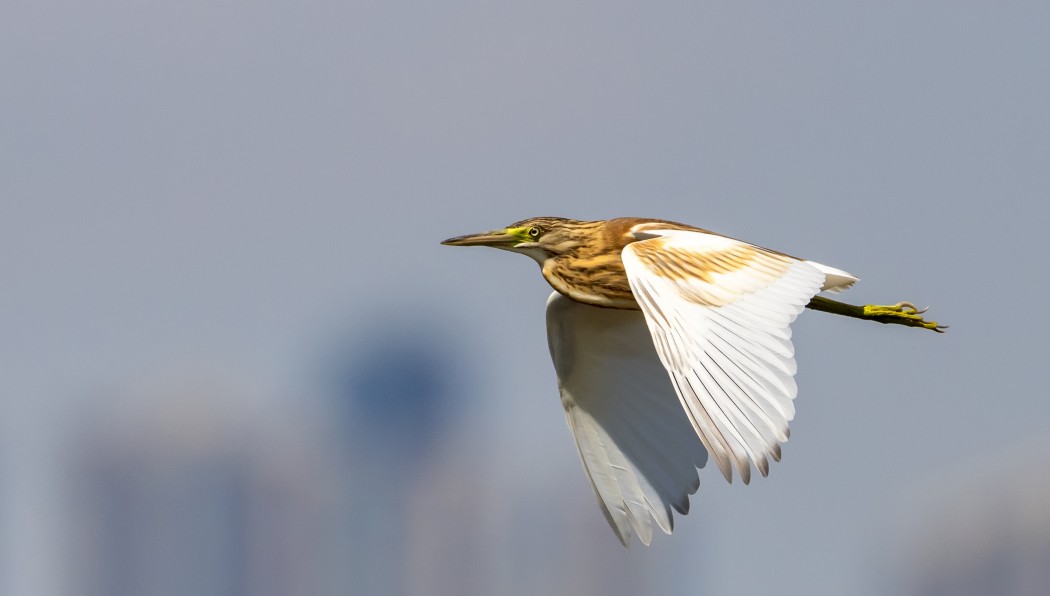Squacco Heron