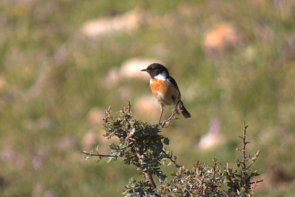 European Stonechat