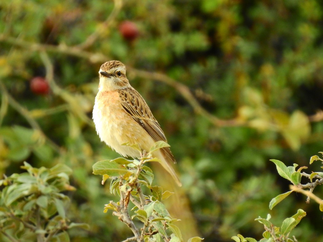 Whinchat
